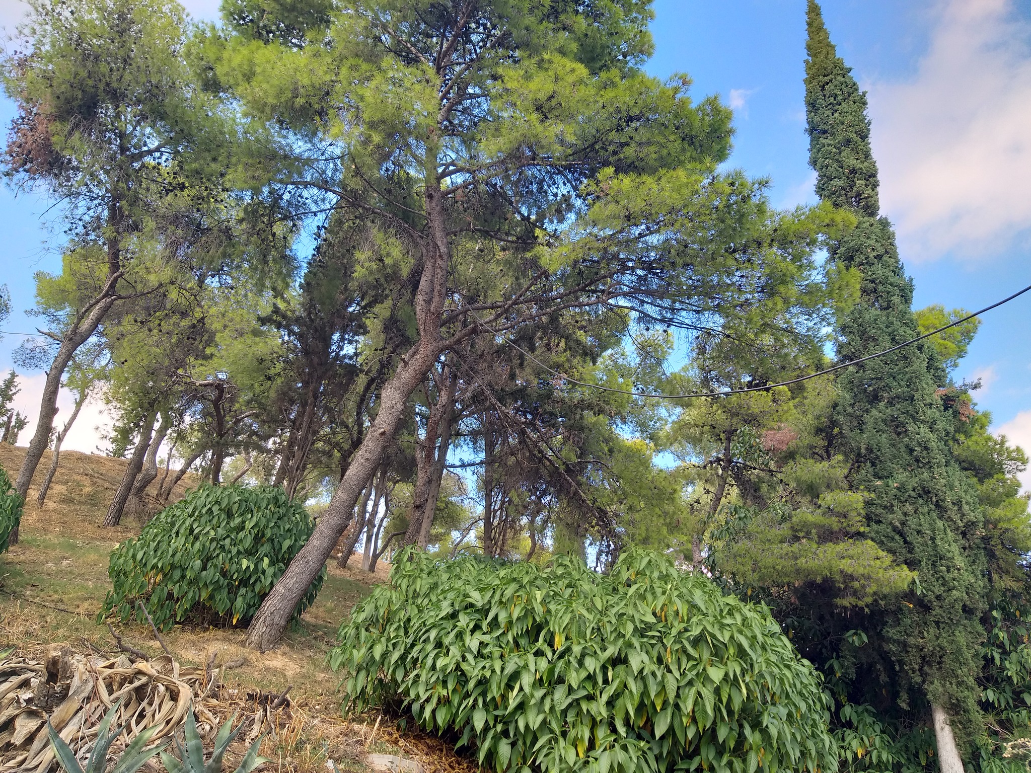 Ενημερώσεις και φωτογραφίες από το Κατεχόμενο Λόφο Στρέφη