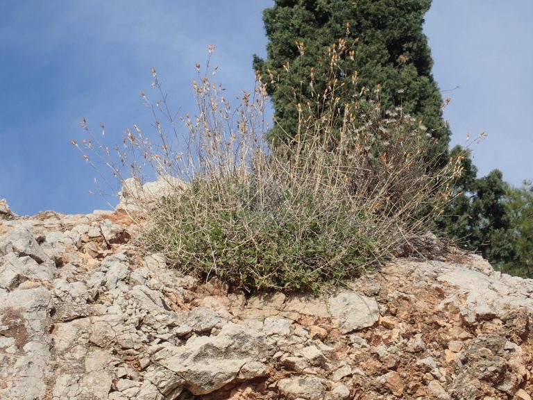 Η ΚΑΤΑΣΤΡΟΦΗ ΤΗΣ ΒΙΟΠΟΙΚΙΛΟΤΗΤΑΣ ΑΠΟ ΤΑ ΕΡΓΑ ΣΤΟΝ ΛΟΦΟ ΣΤΡΕΦΗ
